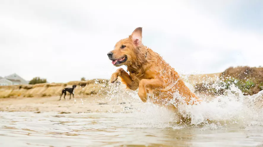 Addestramento Canino Moderno: L'Armonia tra Tradizione e Tecnologia