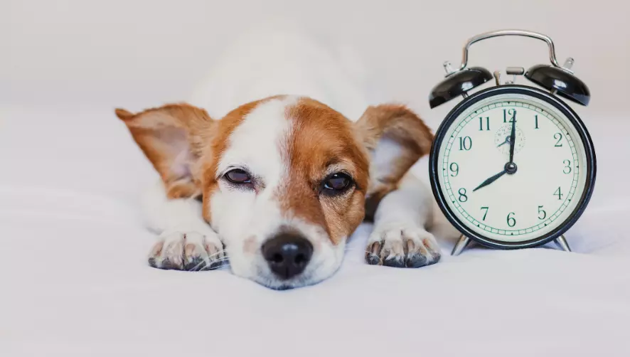 La percezione del tempo nei cani: un'indagine approfondita