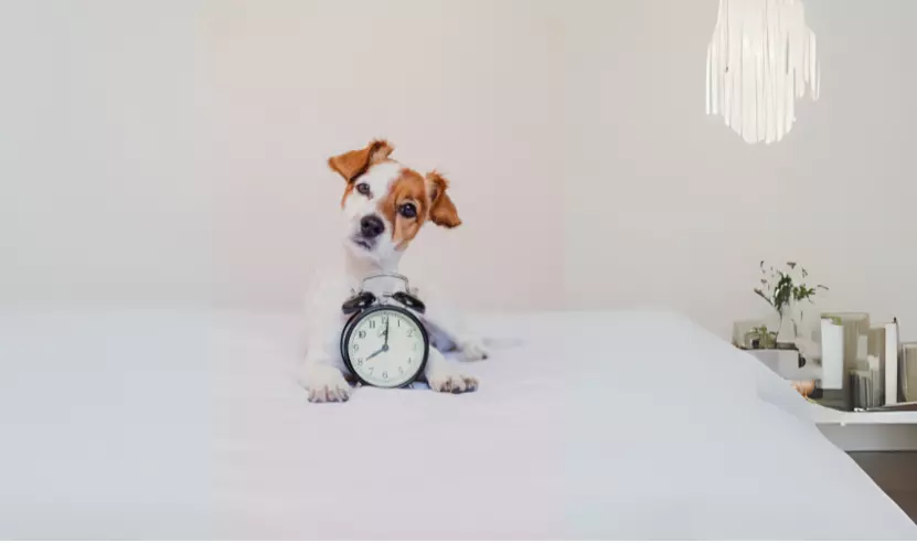 La percezione del tempo nei cani: orologi biologici, cicli circadiani e impatto emotivo