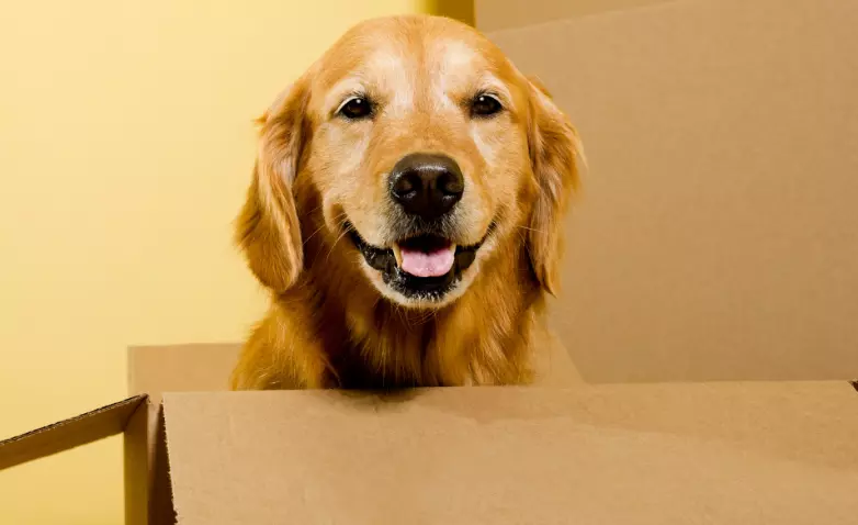 Trasloco e Cani: Gestire il Cambiamento Senza Stress