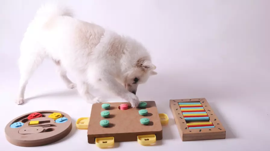 Divertimento e Benessere Canino: Una Guida Completa ai Giochi Essenziali