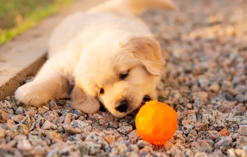 Divertimento sicuro per i cani: giochi acquatici e giocattoli da evitare