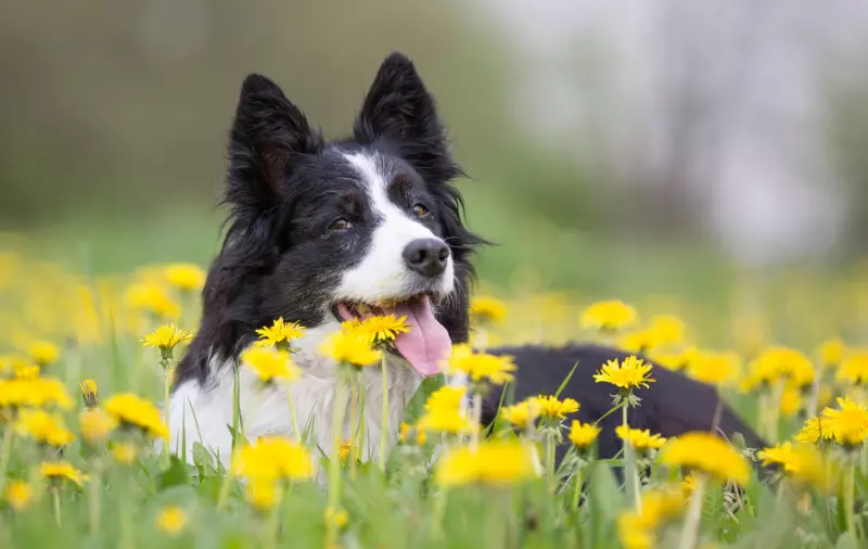Cura del Cane Adulto Durante i Cambi di Stagione