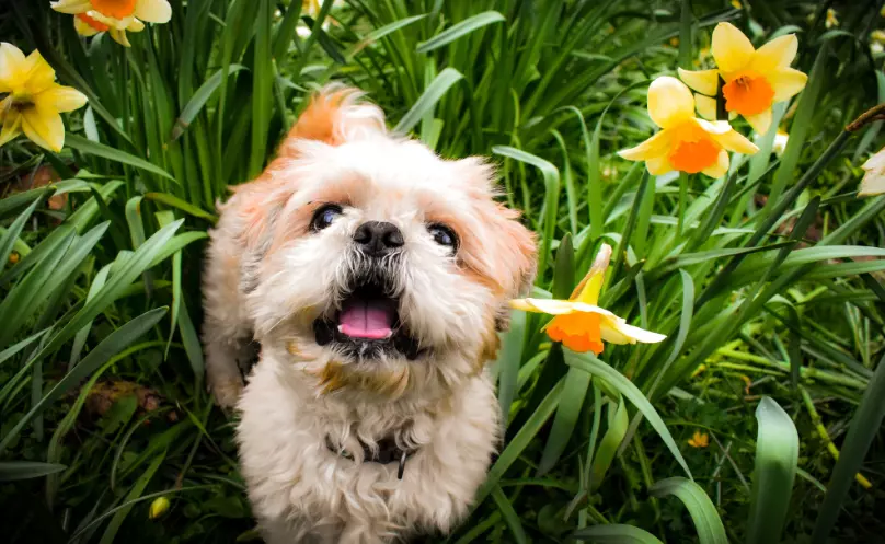 Gestione del Cane Anziano Durante i Cambi di Stagione