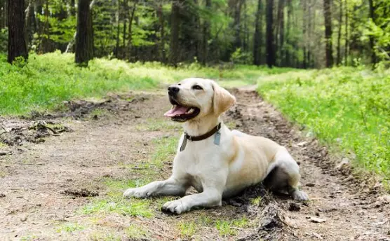 La Sensibilità Uditive Canina: Cause e Strategie di Gestione