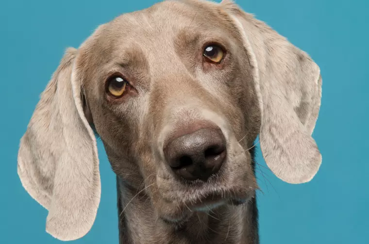 L'Influenza Cruciale dell'Età e della Personalità nell'Addestramento Canino
