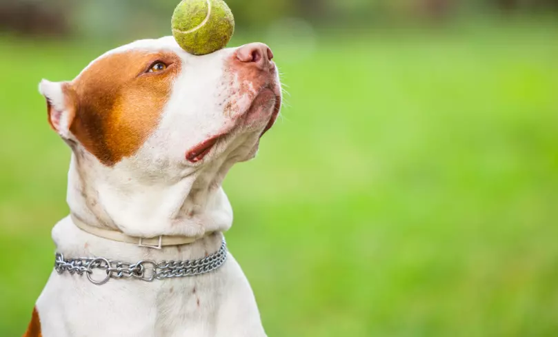Influenza della Taglia e del Carattere del Cane sull'Addestramento