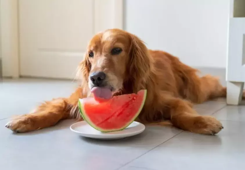 Anguria per Cani: Benefici, Precauzioni e Consigli per un'Estate Fresca