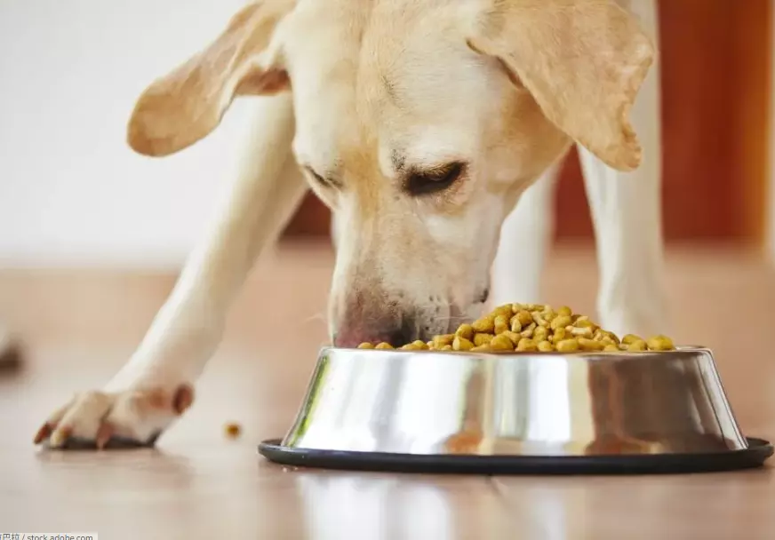 Guida Essenziale all'Alimentazione Canina: Trovare la Dieta Ideale per il Tuo Amico a Quattro Zampe