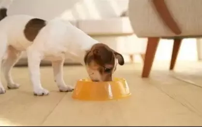 L'Approccio Biologico all'Alimentazione Canina: I Vantaggi e le Sfide della Dieta BARF