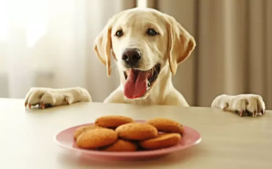 Snack Fatti in Casa per Cani: Una Scelta Nutriente e Conveniente