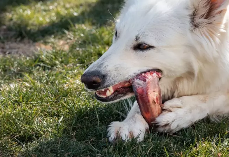 Ossa per Cani: Benefici, Rischi e Consigli per un'Alimentazione Sicura