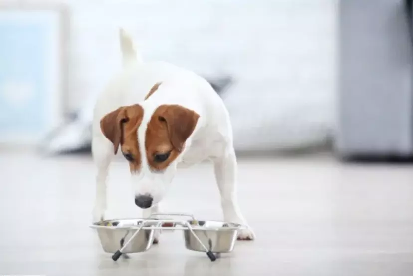 Guida al Cambio di Alimentazione del Cane: Quando e Come Farlo