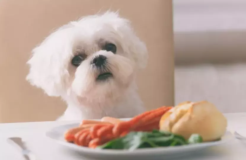 Guida Essenziale agli Alimenti Pericolosi per i Cani