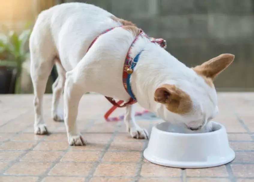 Il Chihuahua: Un Compagno Coraggioso e il Suo Benessere Ottimale