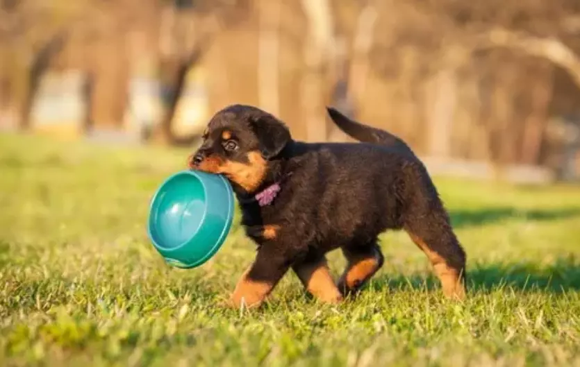 Il Rottweiler: Un Compagno Fedele e Versatile con una Storia Millenaria
