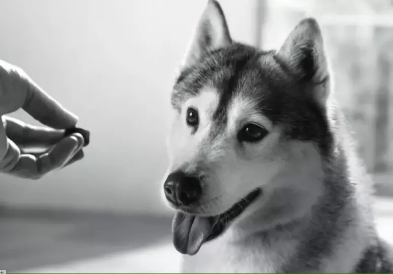 Il Mercato in Crescita degli Integratori per Cani: Una Guida Essenziale