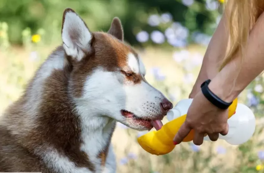 Bevande rinfrescanti per il tuo cane