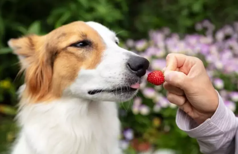 Frutta per Cani: Una Guida Completa all'Alimentazione Sicura e Salutare