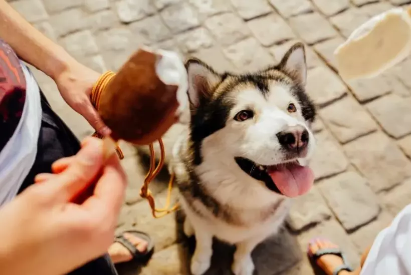 Gelato per cani: un rinfresco salutare e delizioso per l'estate