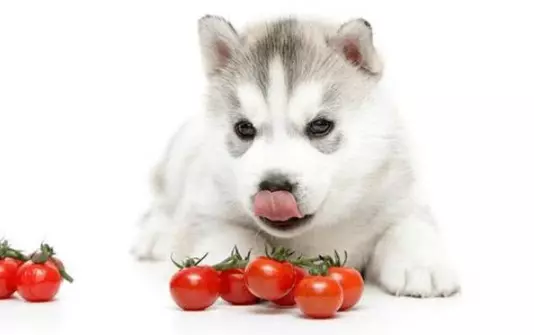 I Pericoli Nascosti dei Pomodori per i Nostri Amici a Quattro Zampe: Una Guida Essenziale