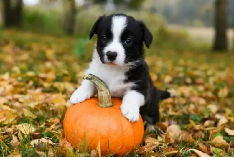 La Zucca nell'Alimentazione Canina: Benefici, Consigli e Varietà Sicure