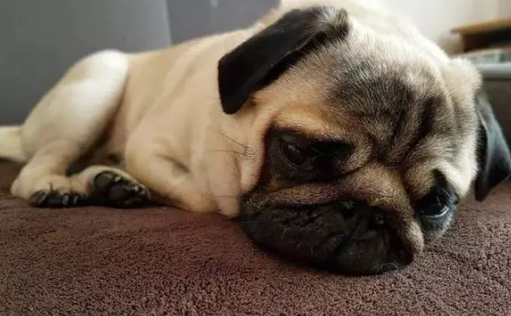 Pelle Arrossata e Prurito nei Cani: Cause, Soluzioni e Quando Rivolgersi al Veterinario