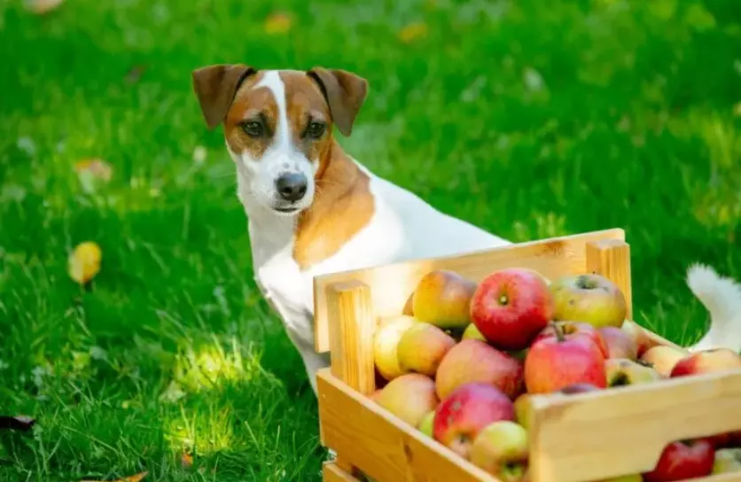 Mele e Cani: Una Guida Completa all'Alimentazione Fruttuosa