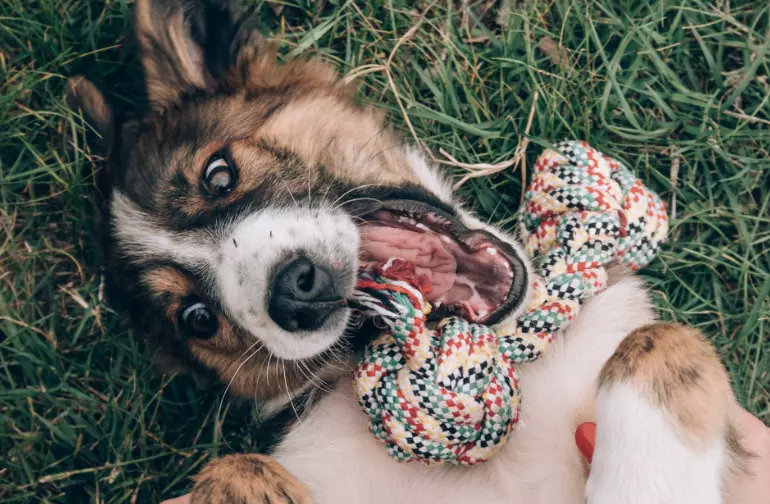 Armonia Domestica: Gestire l'Iperattività Canina