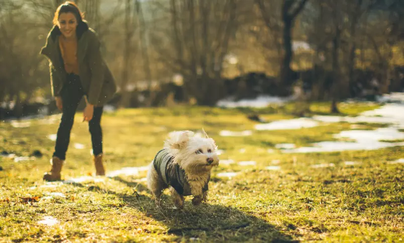 Gestione dell'Agitazione Canina: Creare un Ambiente Sereno e Comprendere le Cause