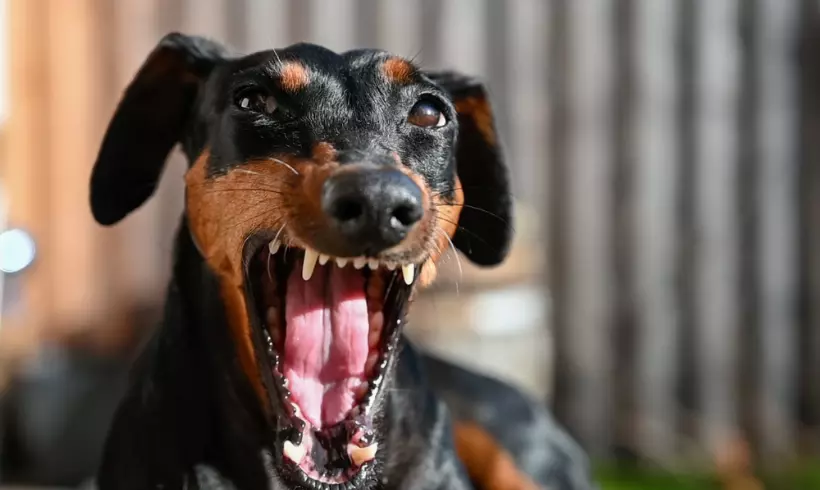Gestire lo stress canino: strategie e consigli pratici per proprietari