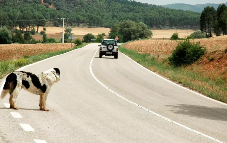 Perché i cani inseguono le auto e come gestire questo comportamento