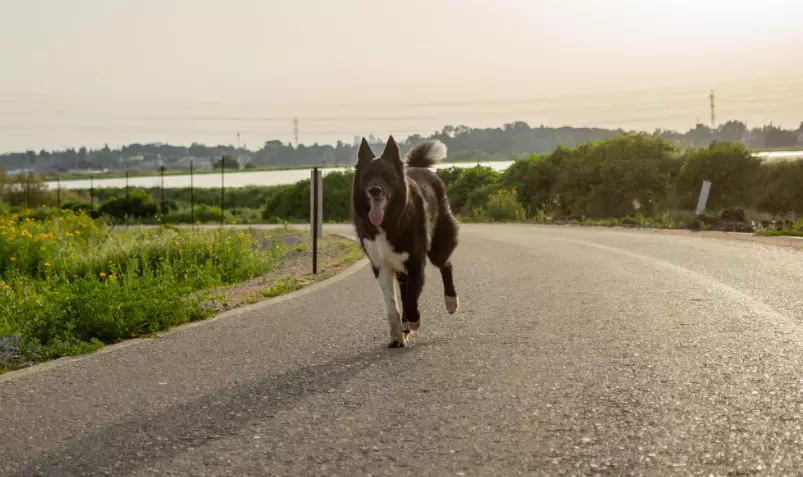 Addestrare i Cani a Non Rincorrere i Veicoli: Guida Completa