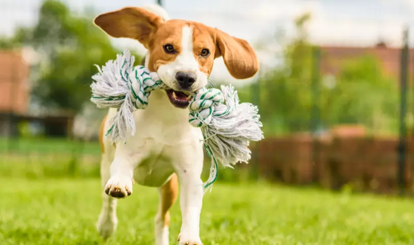 Migliorare il benessere del cane: strategie per stimolare mente e corpo