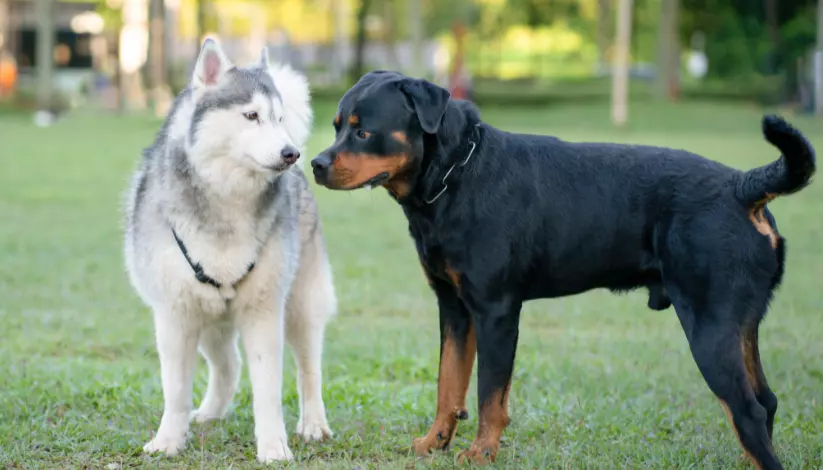 Migliorare la Qualità della Vita del Tuo Cane: Socializzazione, Giochi e Routine