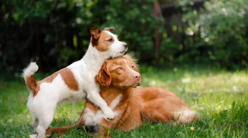 Mantenere il Benessere del Cane Dopo le Vacanze: Strategie Cruciali