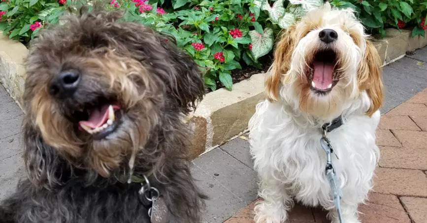Il Sorriso Canino: Espressione di Gioia o Malinteso Comunicativo?