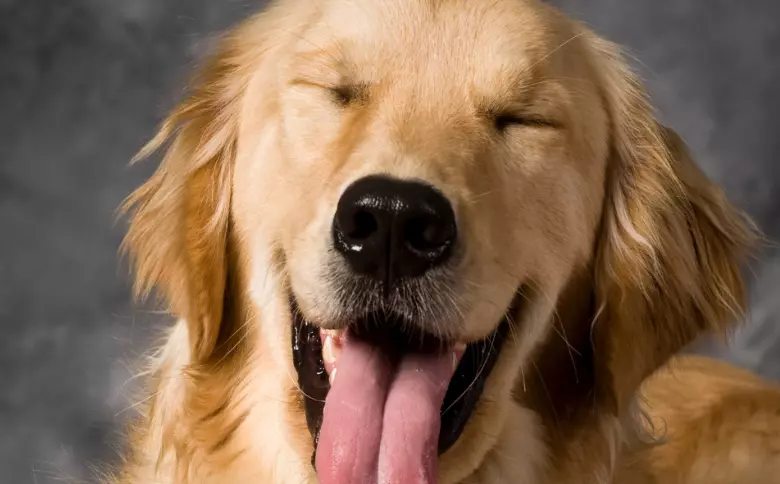 Il Linguaggio Segreto dei Cani: Un Sorriso Che Va Oltre le Parole