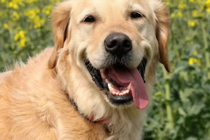 Il Linguaggio Della Gioia Canina: Oltre la Risata Umana