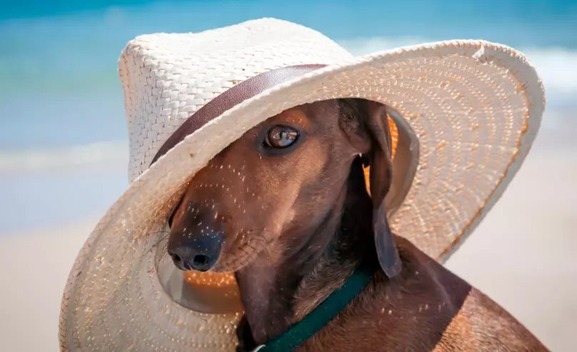 Guida Essenziale per una Vacanza al Mare Indimenticabile con il Tuo Amico a Quattro Zampe