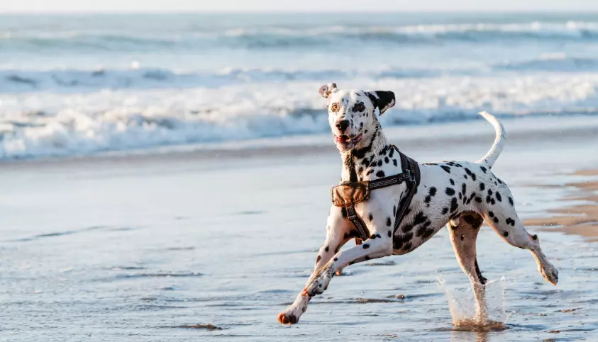 Consigli Essenziali per una Giornata al Mare Perfetta con il Tuo Amico a Quattro Zampe