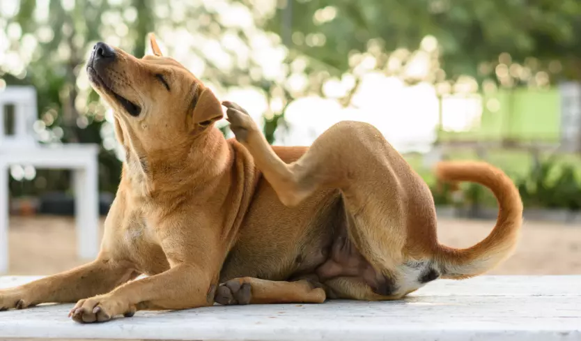 Cane che si Gratta: Cause e Soluzioni per il Benessere del Tuo Amico a Quattro Zampe