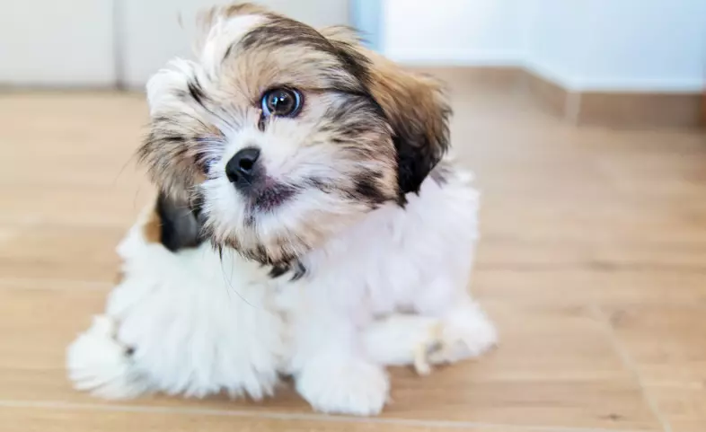 Prurito Canino: Cause, Sintomi e Soluzioni