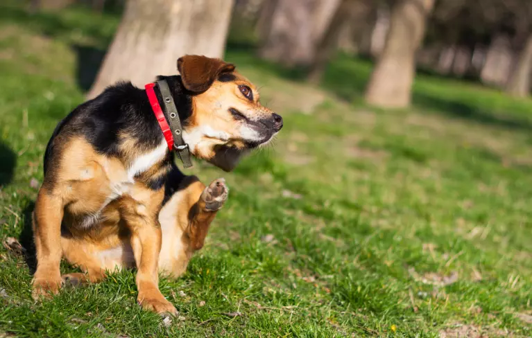 Il Grattarsi del Cane: Un Segnale di Stress e Ansia Nascosti