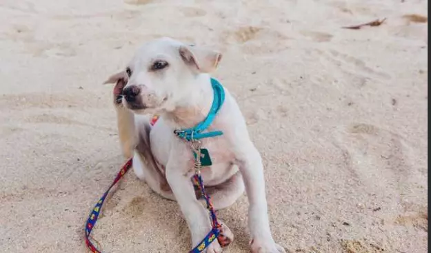 Prurito Canino: Una Panoramica Completa sulle Cause e Soluzioni
