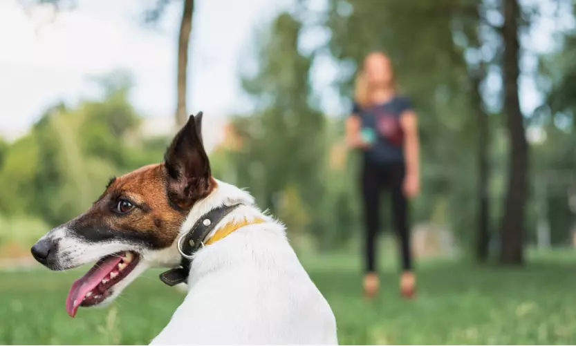 Il richiamo del cane: cause e soluzioni per un addestramento efficace