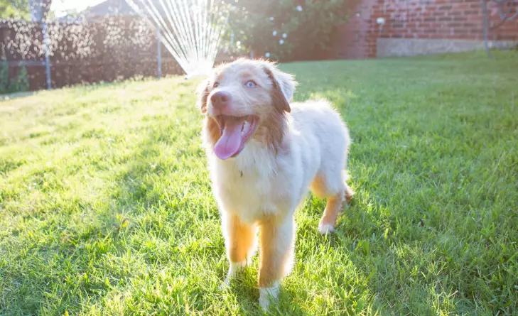 Il richiamo del cane: cause di mancata risposta e strategie di addestramento