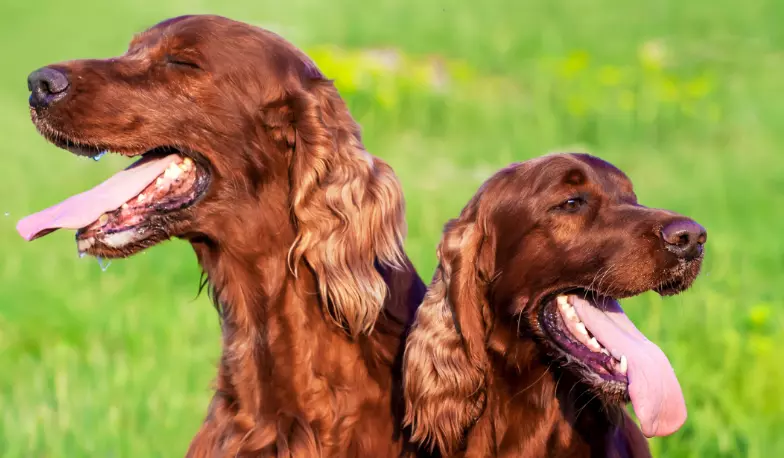 Il respiro del cane: quando è normale e quando richiede attenzione