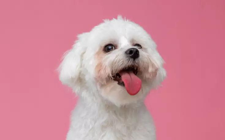 Affanno Canino: Cause Sottostanti e Quando Preoccuparsi