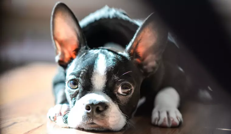 Comportamenti del cane stressato: riconoscerli per curarli